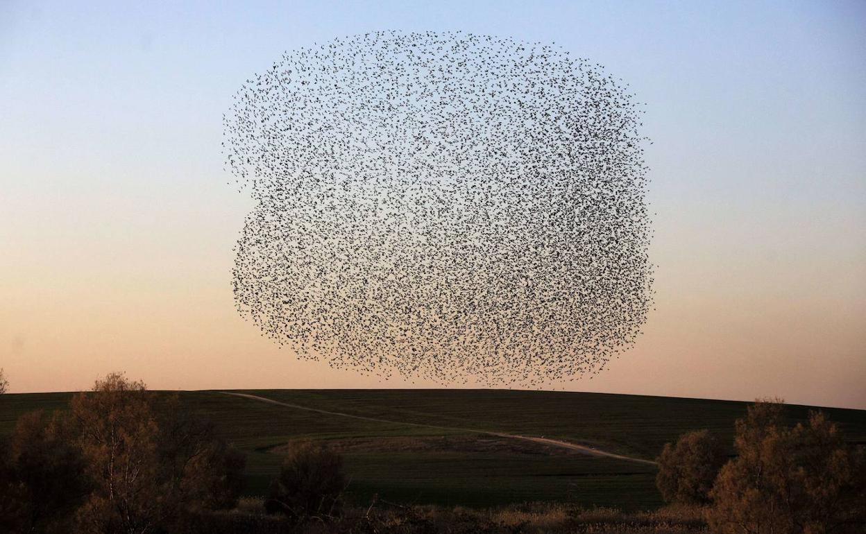 Bandada de estorninos en Israel, al atardecer.