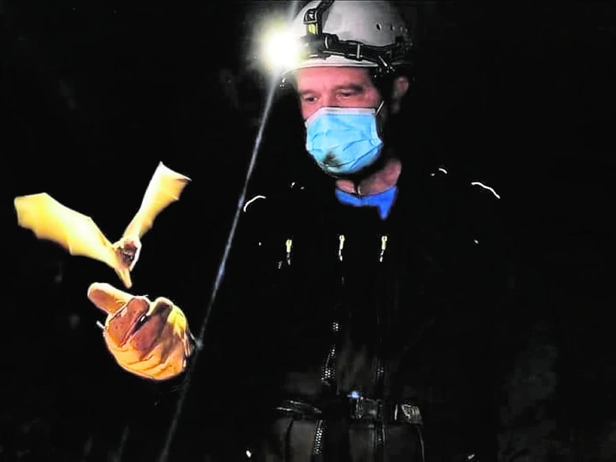 Quiróptero en el interior de la Cueva de las Yeseras, en Santomera. 