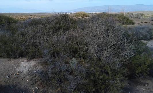 Azufaifos en el Parque Natural de Cabo de Gata-Níjar.