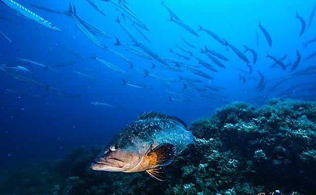 Mero en la reserva marina de Cabo de Palos-Islas Hormigas. 