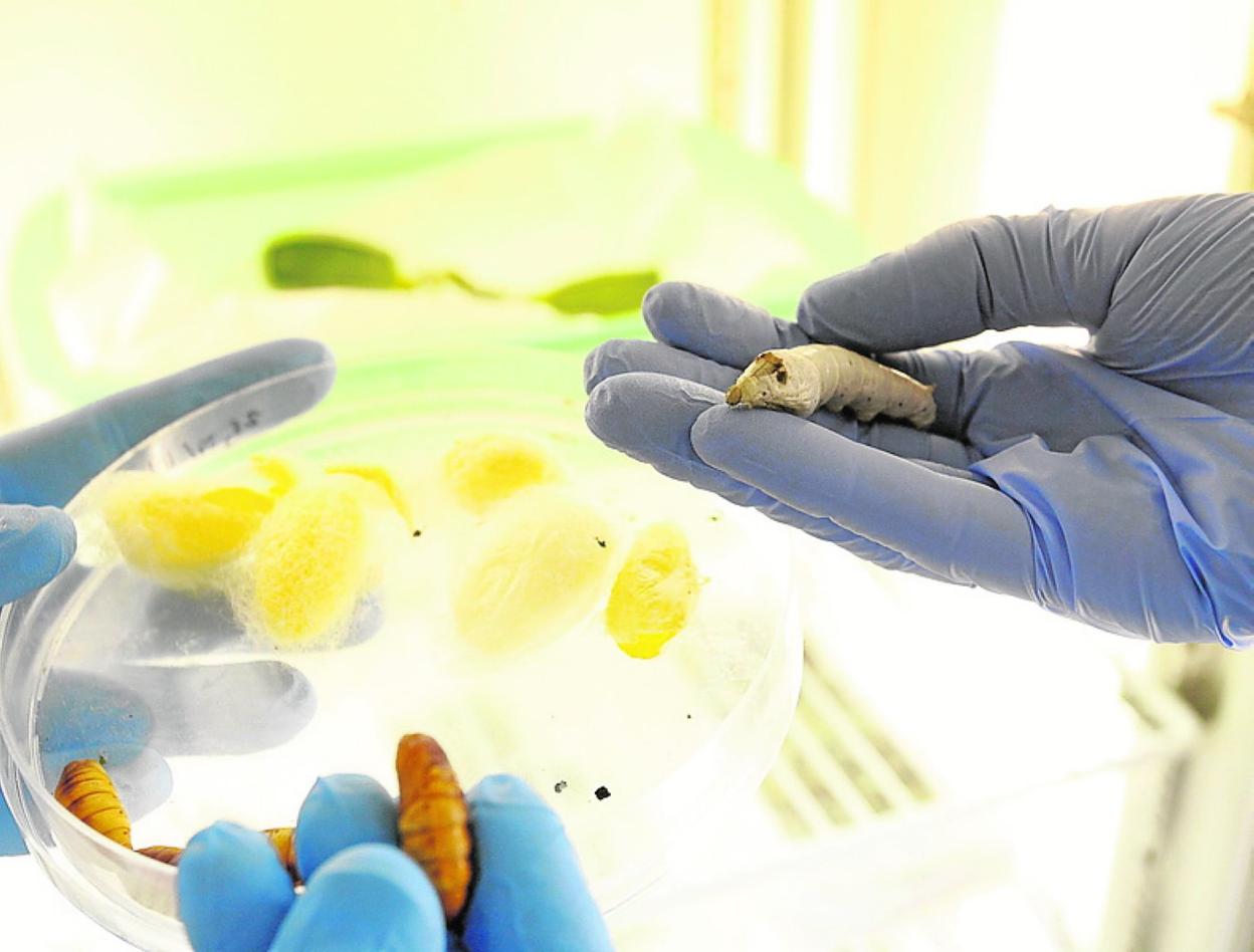Gusanos de seda utilizados para investigación en el Imida. 