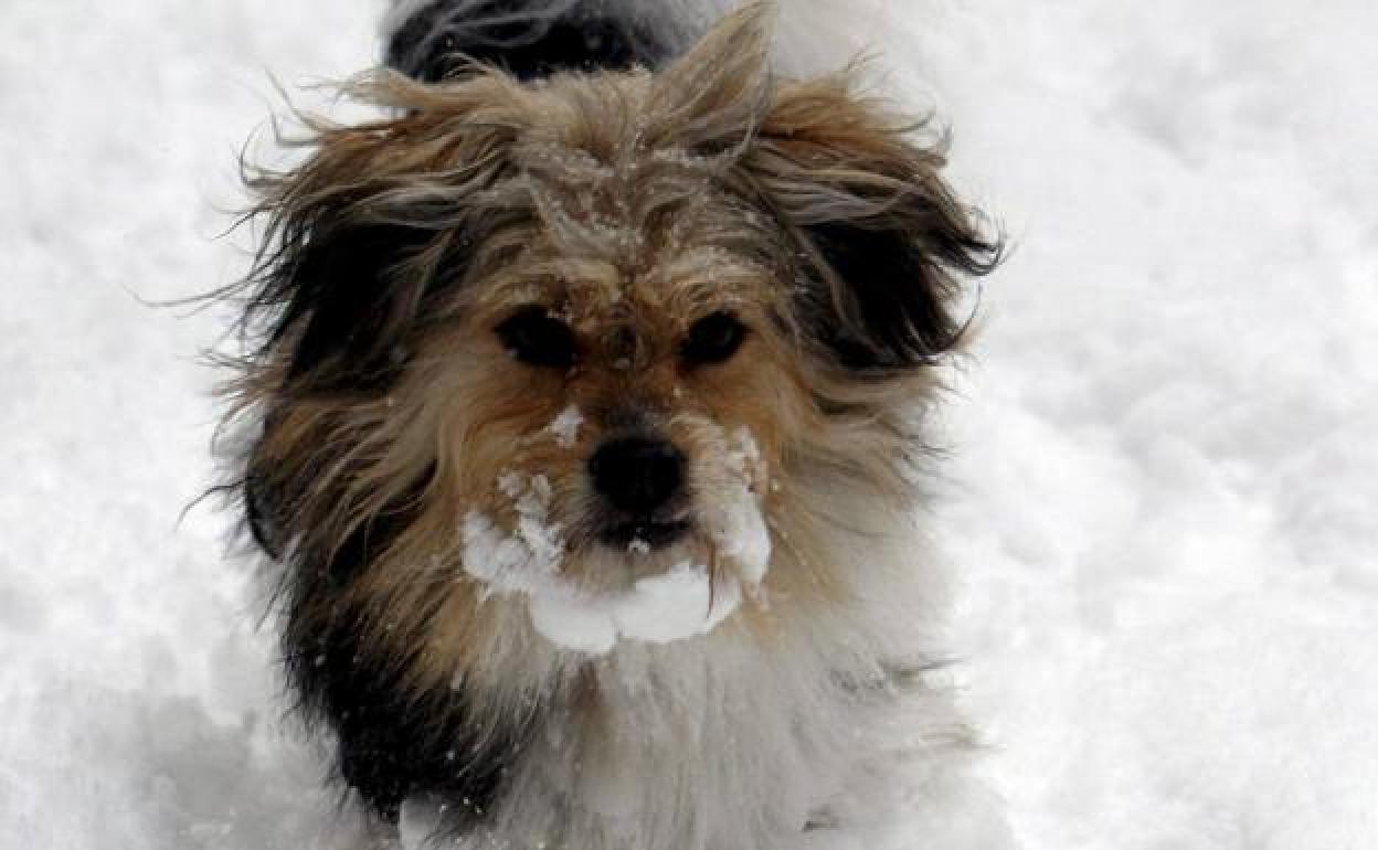 como cuidar a un perro en la nieve