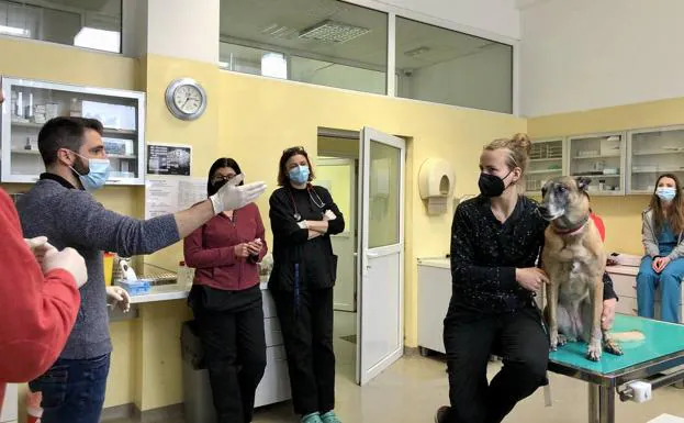 Alberto Muñoz haciendo una demostración para la toma de saliva en perros a veterinarios y alumnos en el Hospital Veterinario de la Universidad de Zagreb (Croacia). 