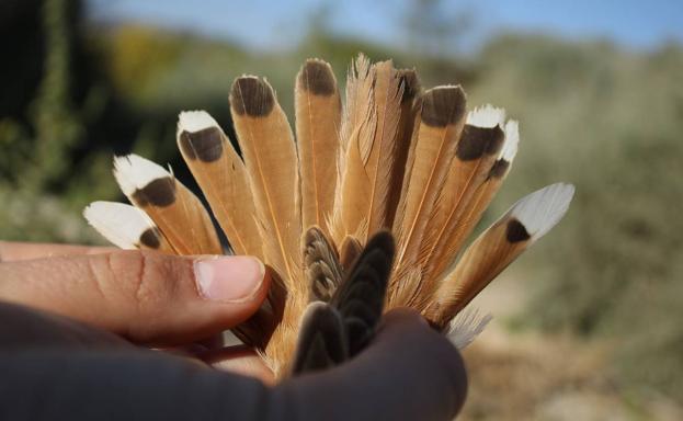 Detalle de las plumas de un alzacola.