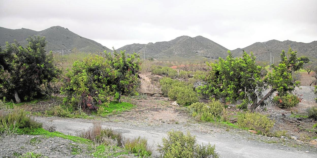 El paraje de El Saladillo donde está prevista la planta, junto a Sabic y cerca de La Aljorra. 