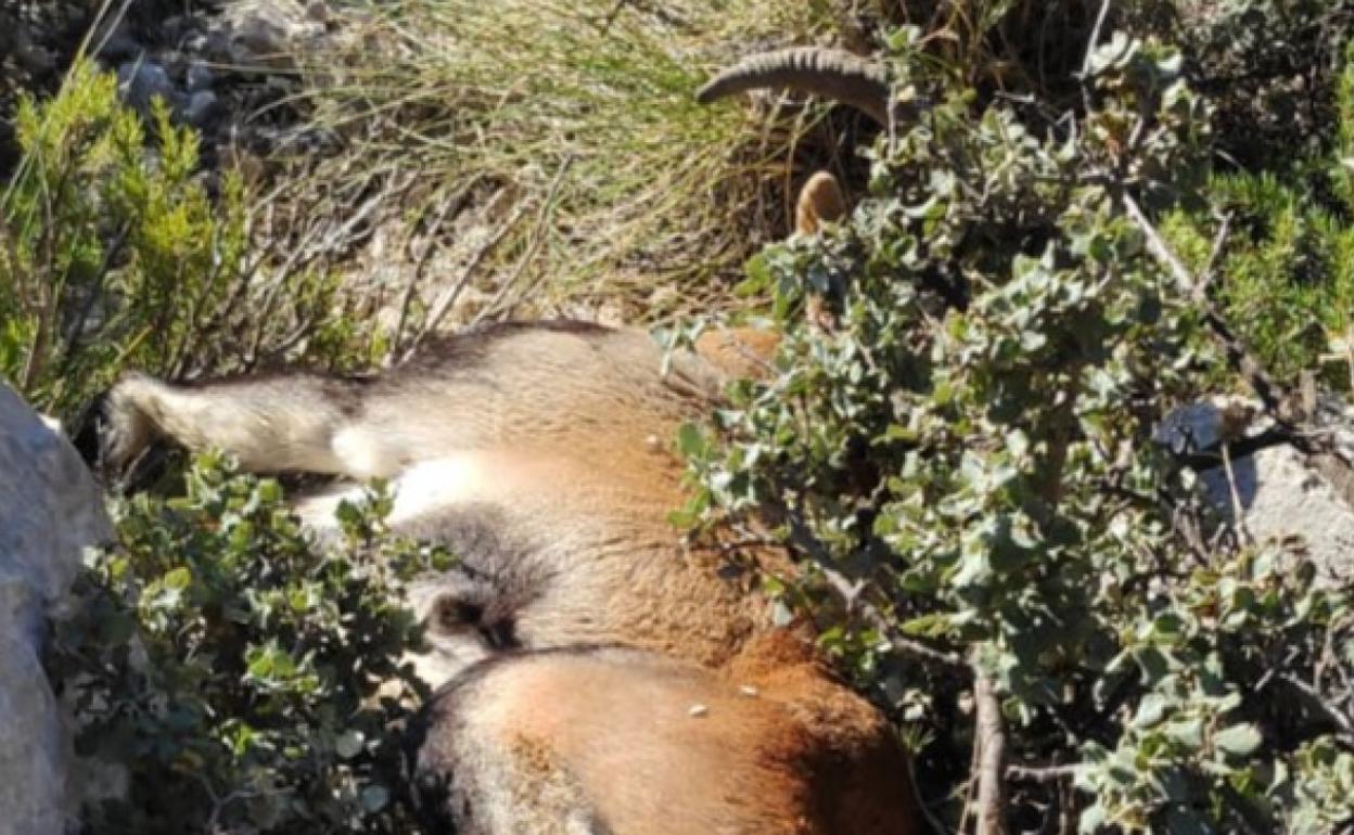 Imagen de un macho montés abatido en un monte de la Región.