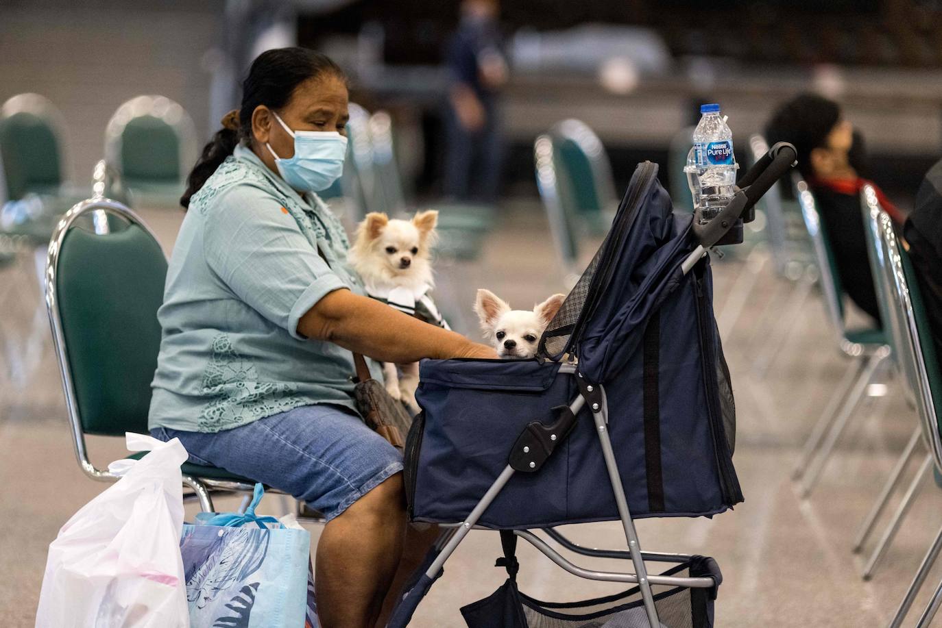 Fotos: Capricho de mascotas