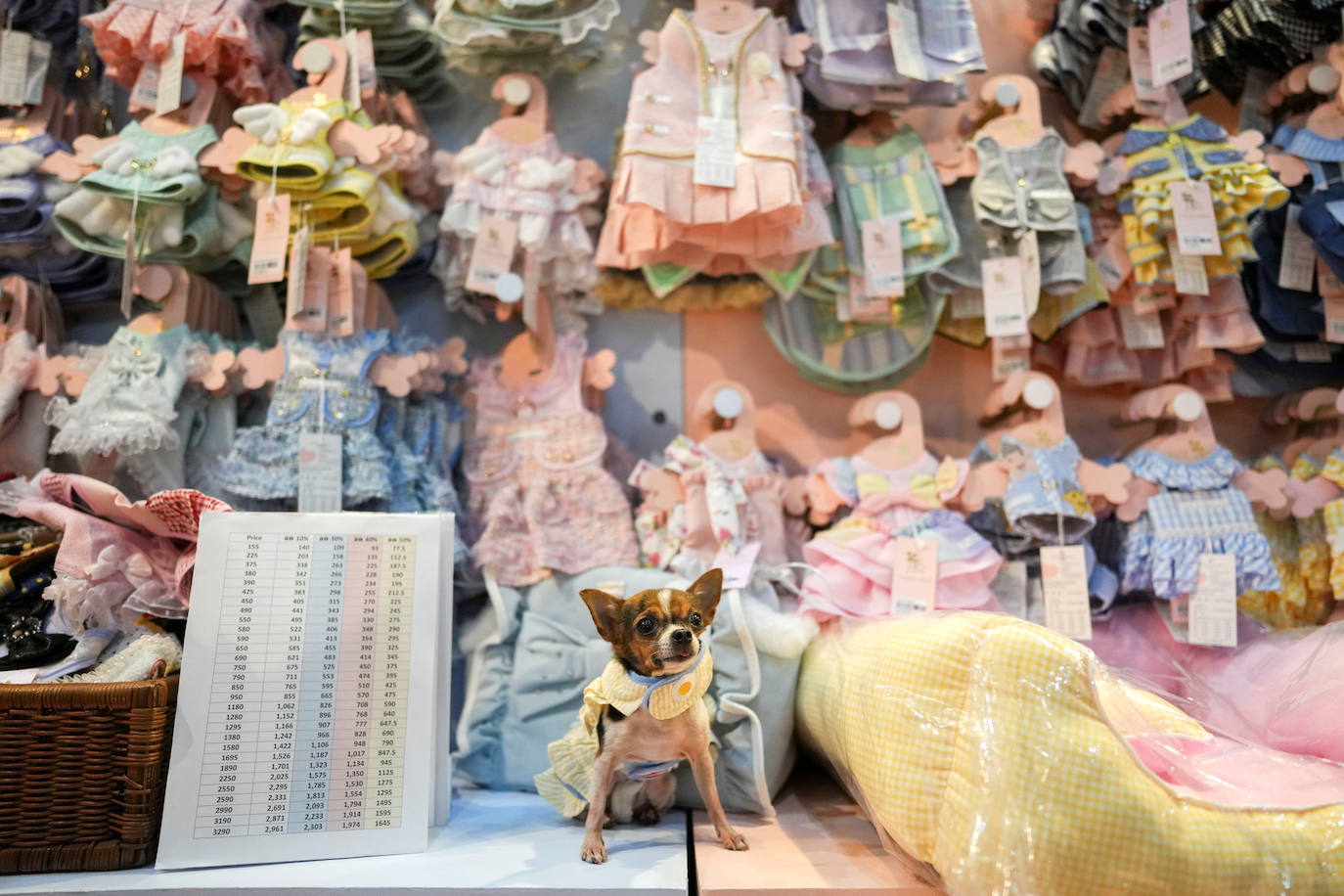 Fotos: Capricho de mascotas