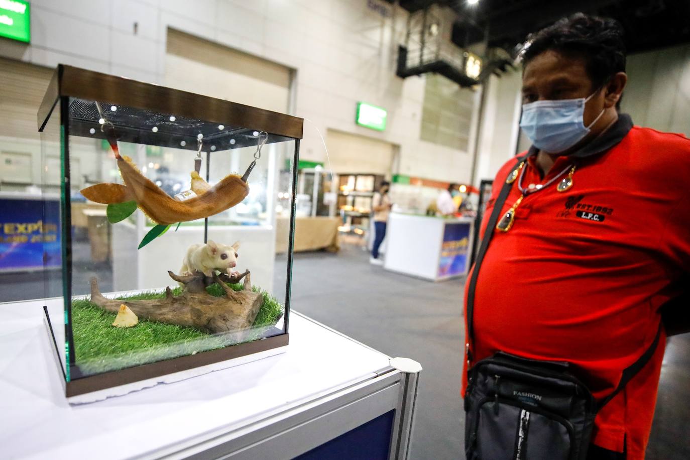 Fotos: Capricho de mascotas