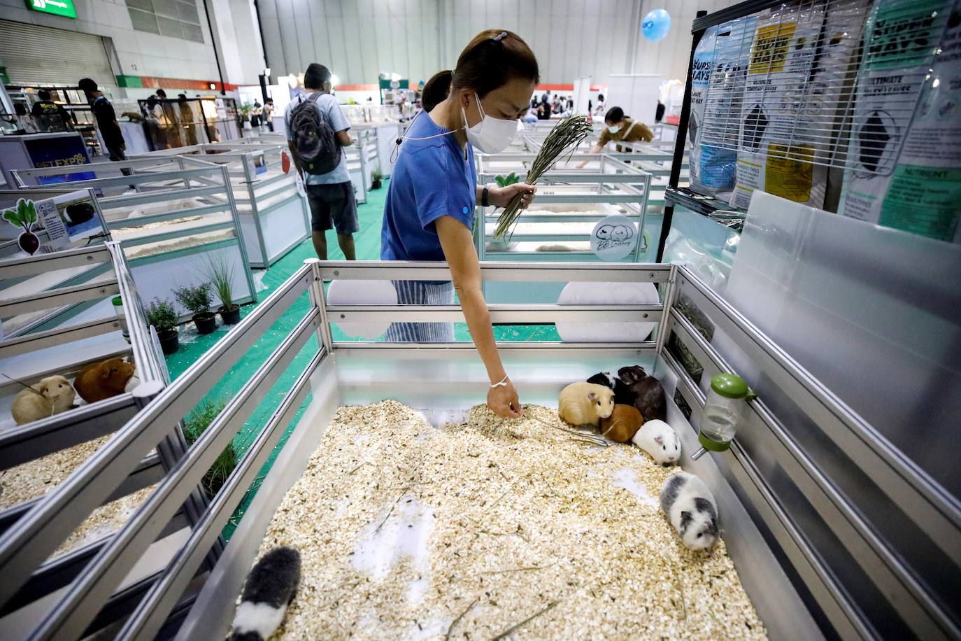 Fotos: Capricho de mascotas