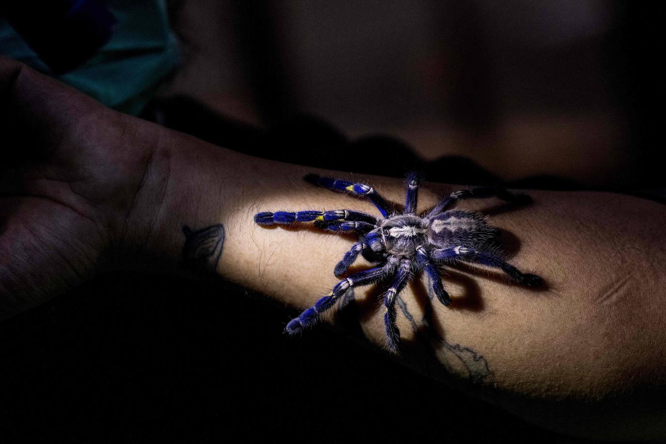 Fotos: Capricho de mascotas