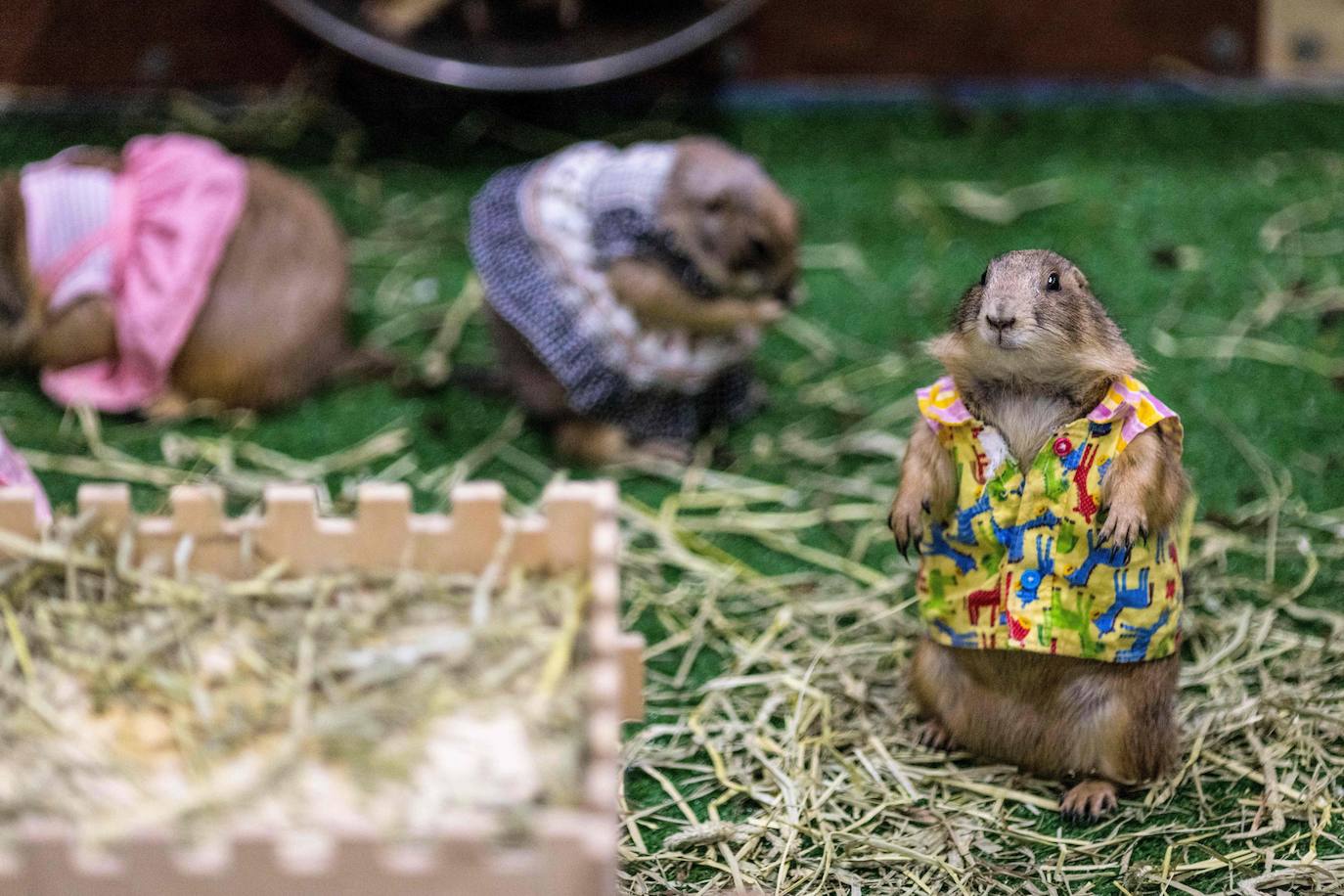 Fotos: Capricho de mascotas