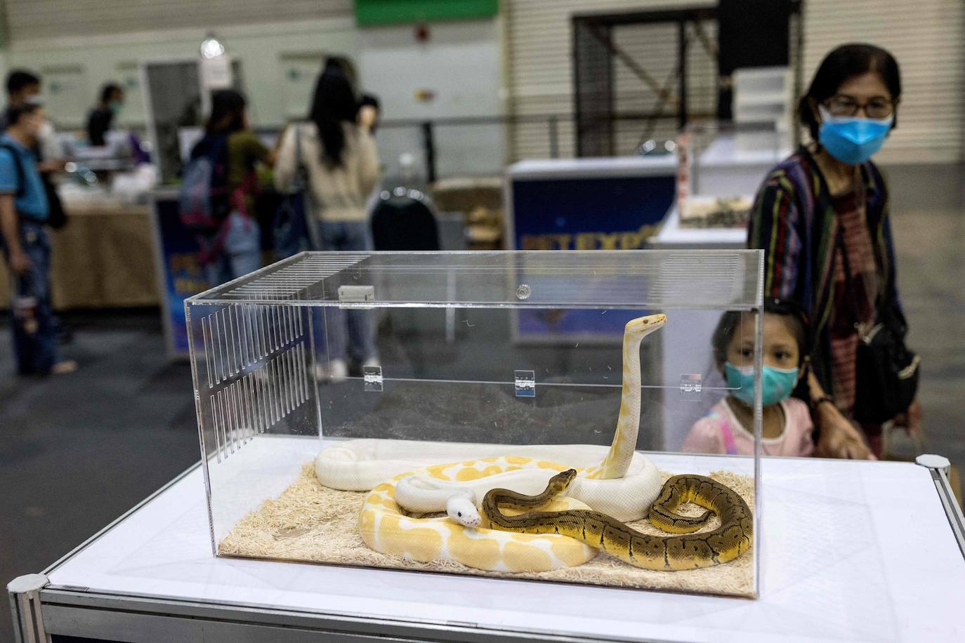 Fotos: Capricho de mascotas