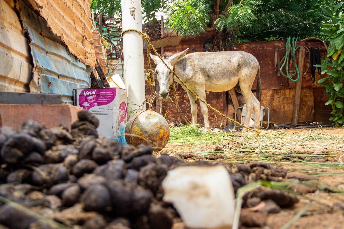 Fotos: A falta de gasolina, burros