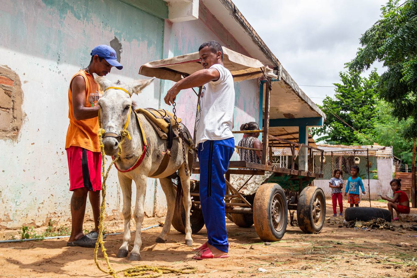 Fotos: A falta de gasolina, burros