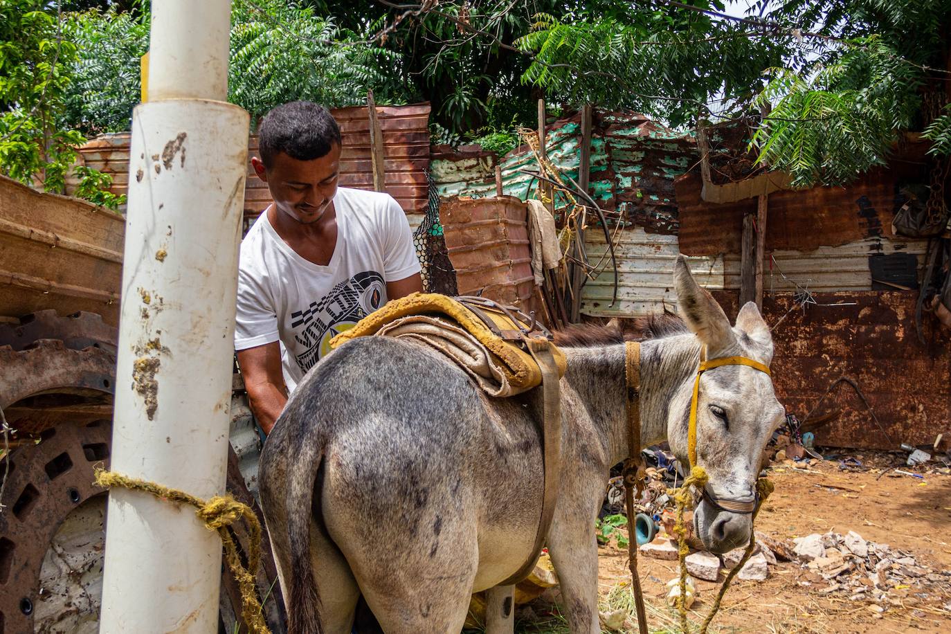 Fotos: A falta de gasolina, burros