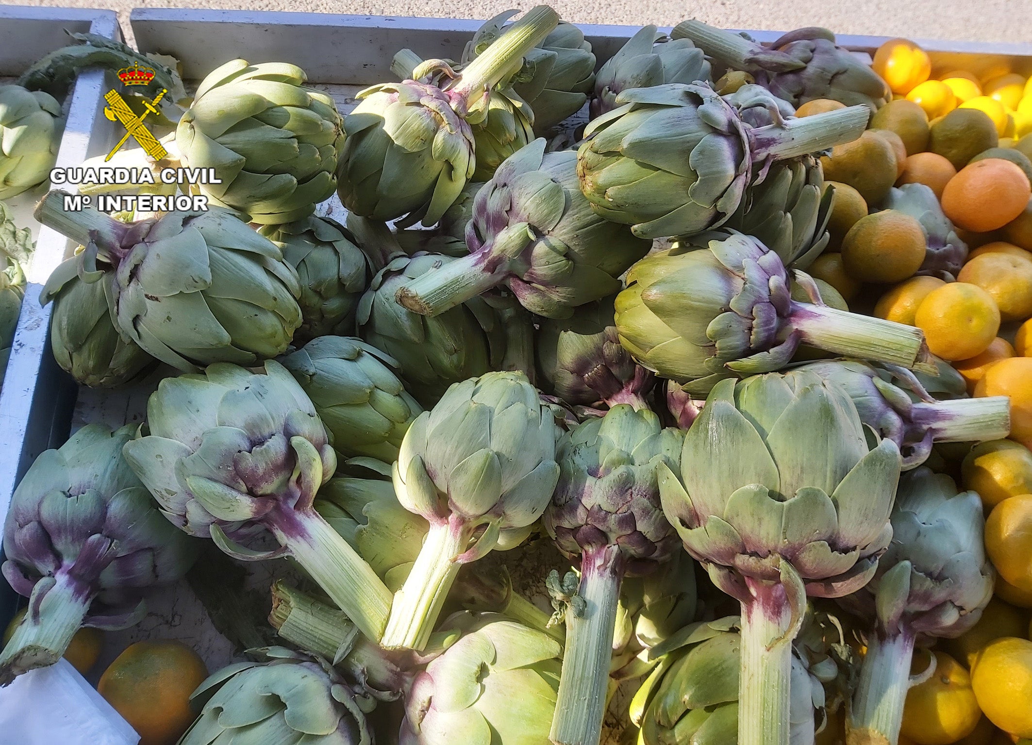 La Guardia Civil esclarece el robo de cinco toneladas de alcachofas.