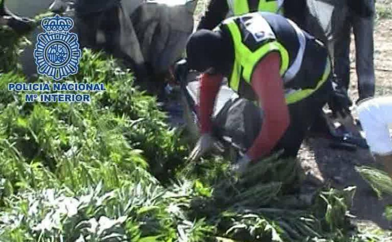 Marihuana incautada durante una operación en una imagen de archivo. 