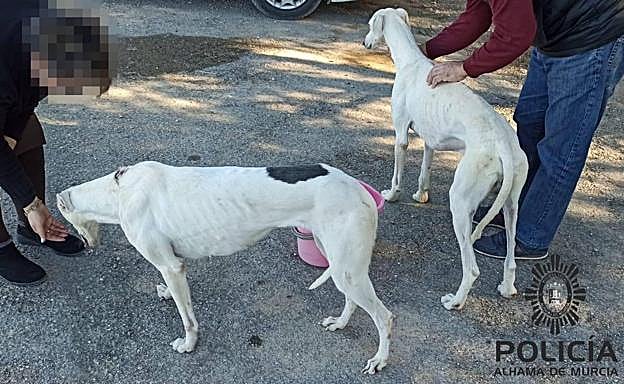 Los dos galgos abandonados.