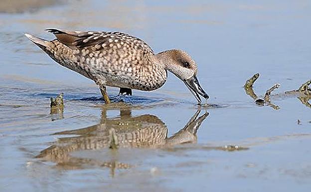 La 'Marmaronetta angustirostris' suele moverse en aguas someras. 