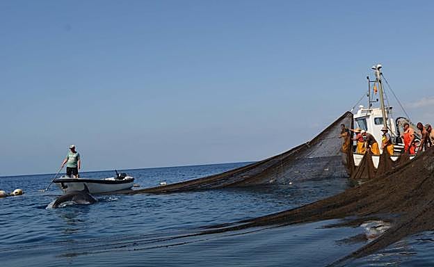 Delfines atrapados en la almadraba de La Azohía, el año pasado.