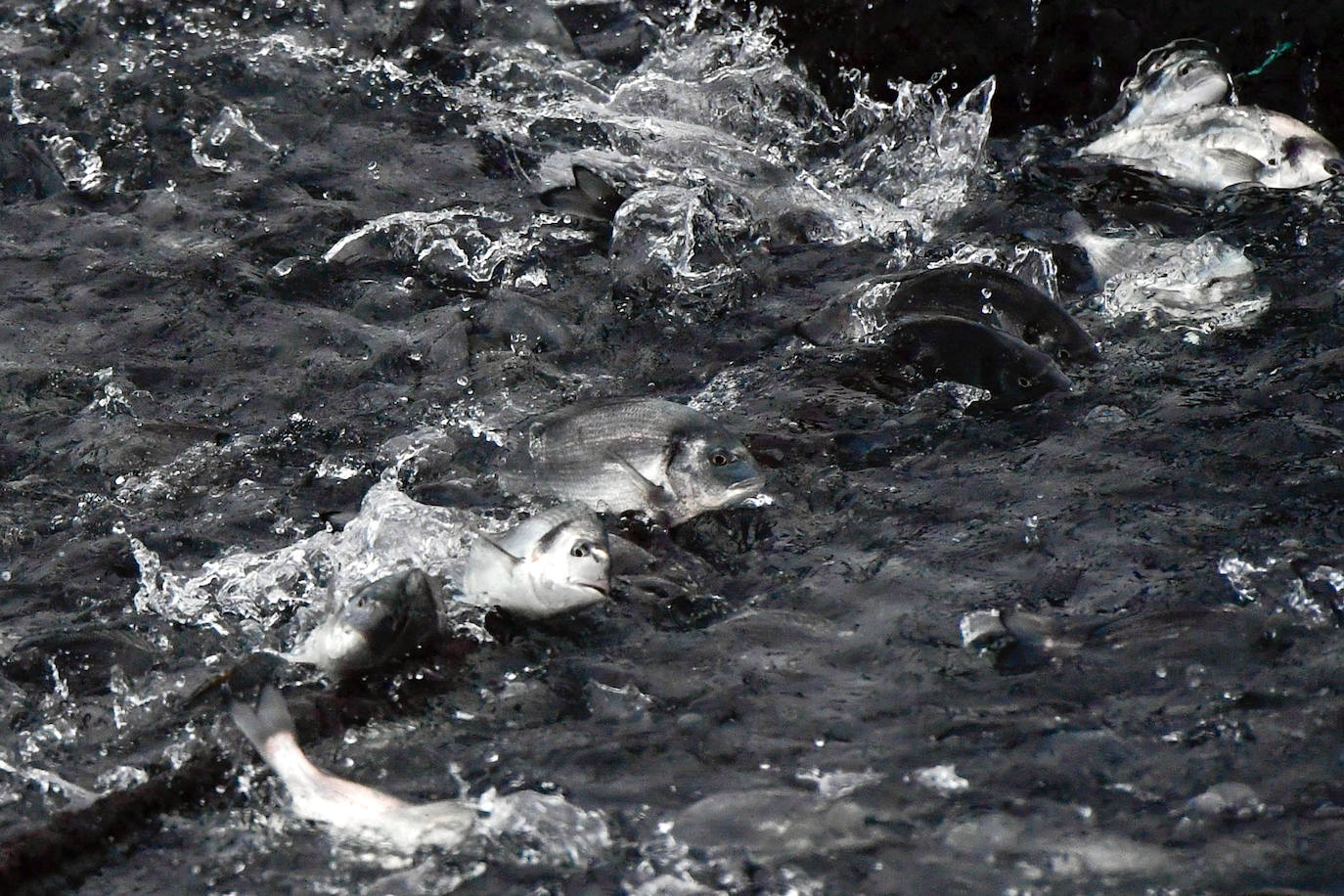 Fotos: Un sistema inteligente pionero reduce el impacto ambiental y el coste de la acuicultura