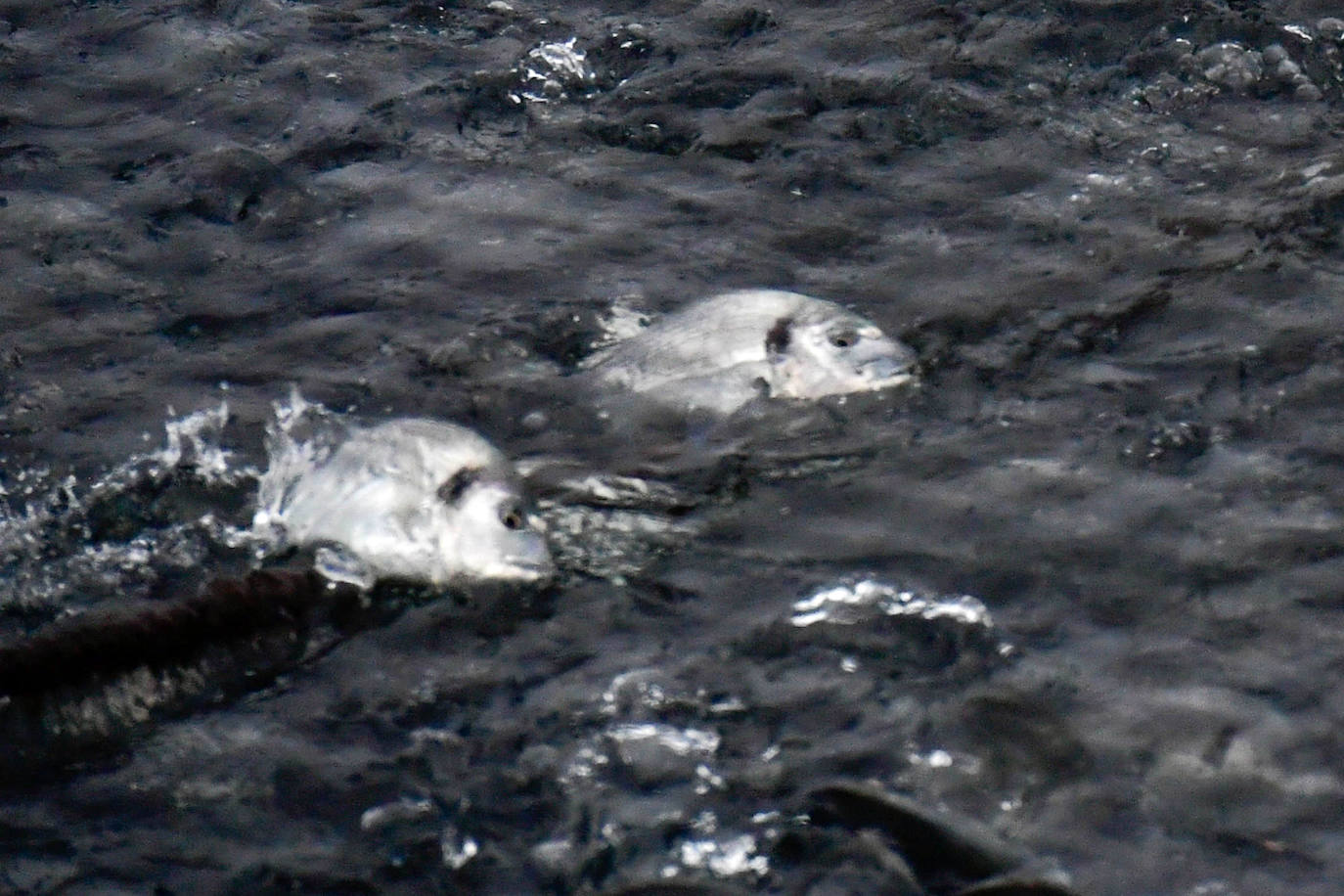 Fotos: Un sistema inteligente pionero reduce el impacto ambiental y el coste de la acuicultura