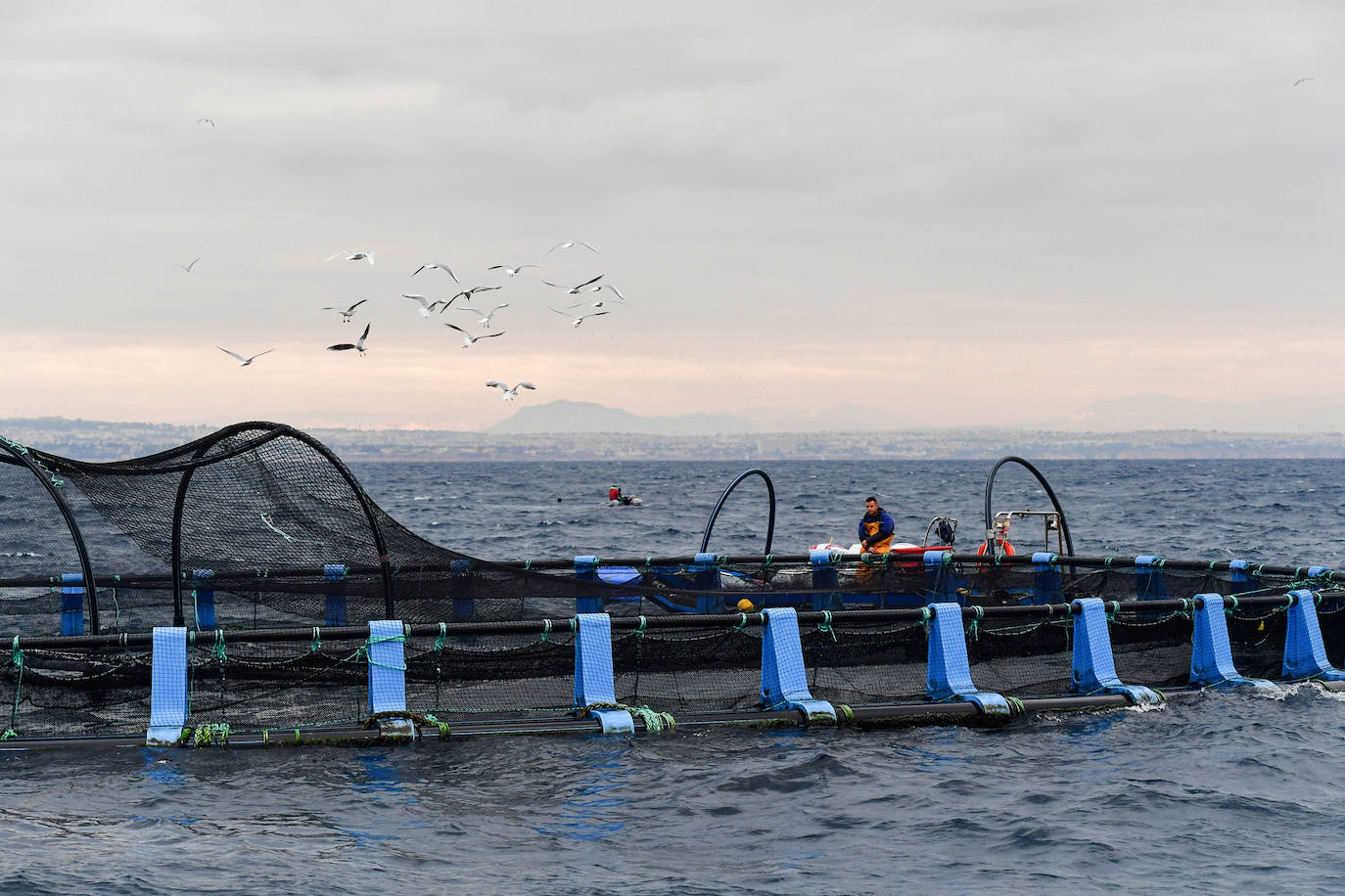 Fotos: Un sistema inteligente pionero reduce el impacto ambiental y el coste de la acuicultura