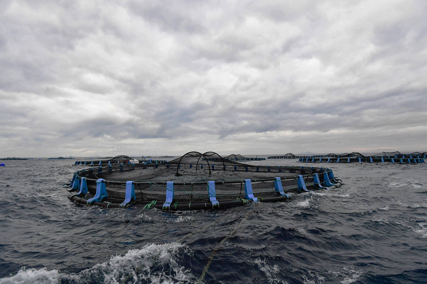 Fotos: Un sistema inteligente pionero reduce el impacto ambiental y el coste de la acuicultura