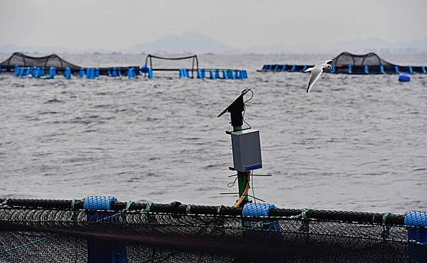 Detalle del SICA instalado en una jaula de doradas. 