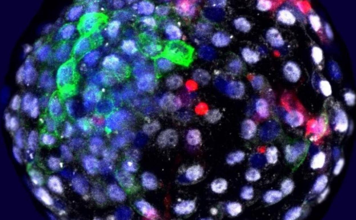 Visualización mediante fluorescencia de las células de las diferentes especies en una etapa embrionaria temprana. En rojo, las células humanas.