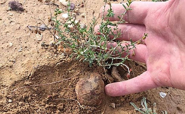 Una trufa del desierto.