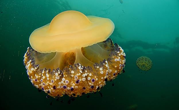 Medusa 'huevo frito' en suspensión.