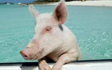 Divertidísima y espeluznante a partes iguales