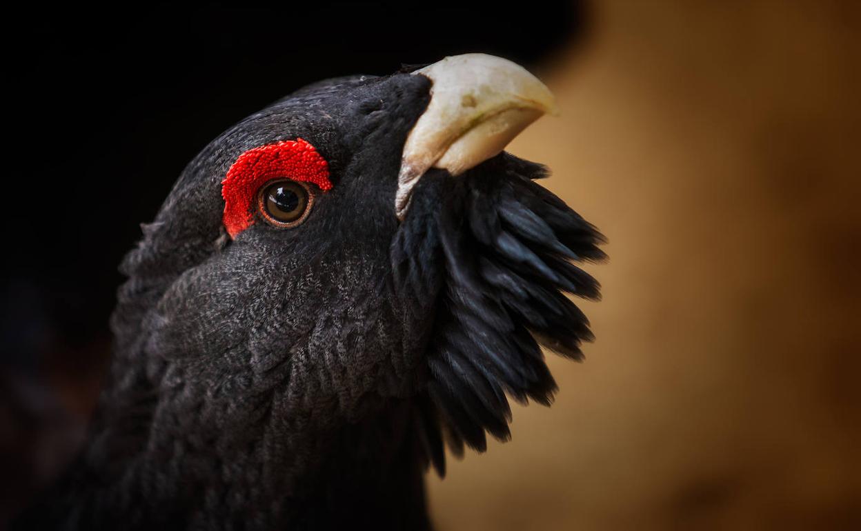 Urogallo cantábrico.