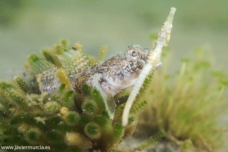 Un gobio captura a un caballito de Mar Mar para comérselo.