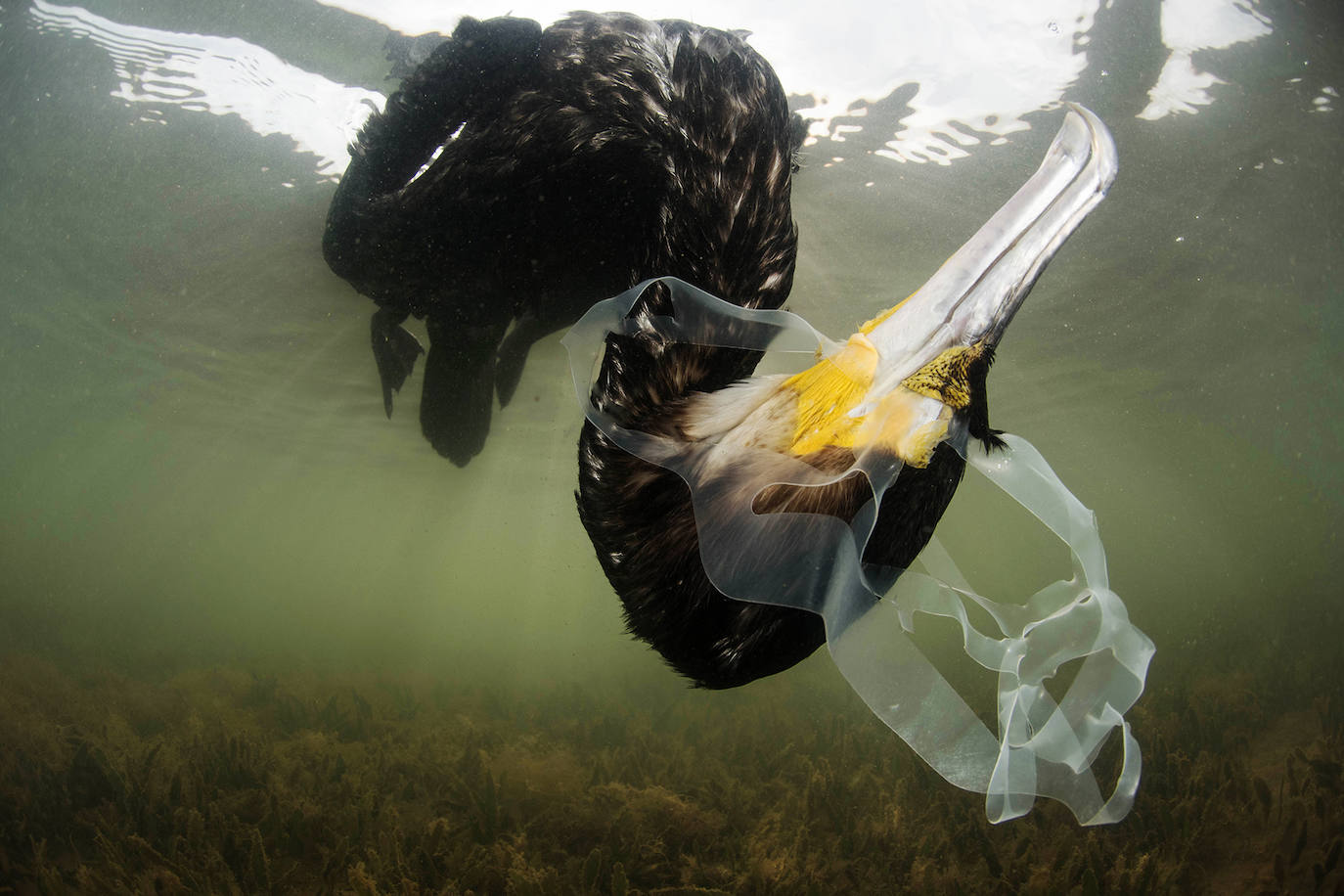 'Muerte en la laguna'. Cormorán ahogado.
