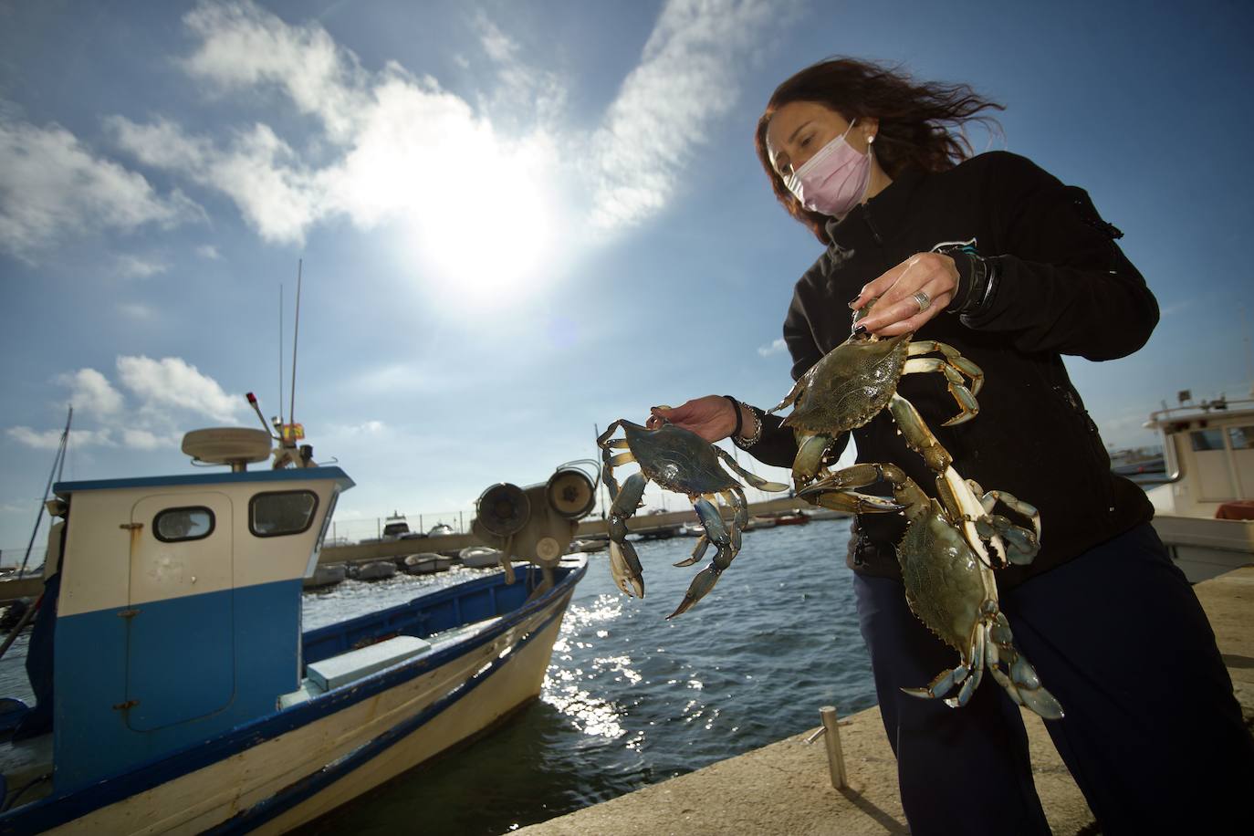 23/04/2021. El depredador más temido de la fauna del Mar Menor. El cangrejo azul (‘Callinectes sapidus’) es ya el depredador más temido del Mar Menor. Solo las redes de los pescadores lo capturan, pero su capacidad de reproducción es hasta ahora muy superior a la acción pesquera. La Cofradía de Pescadores de San Pedro del Pinatar inicia un ensayo con distintos tipos de nasas y cebos para diezmar este ejército de crustáceos, que en pocos años podría acabar con especies tan emblemáticas de la laguna como el langostino y la dorada. | NACHO GARCÍA