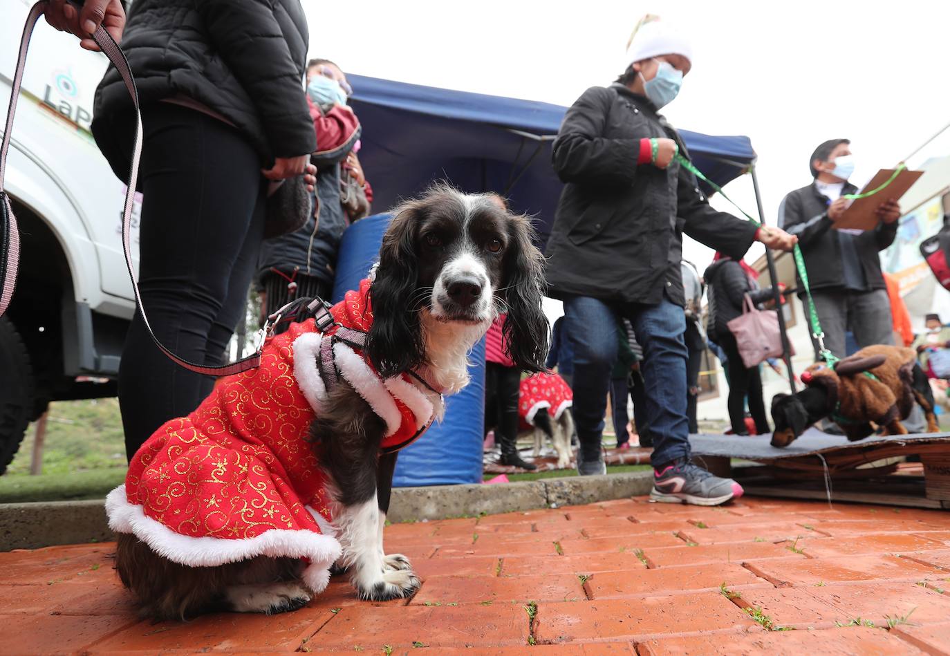 Fotos: Disfraces y vacunas por Navidad