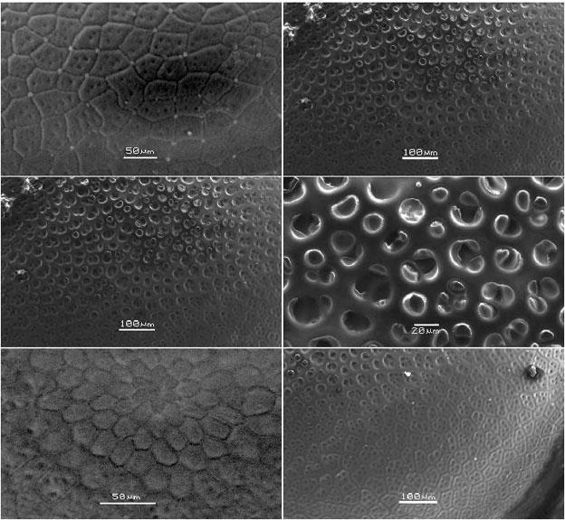 Varias imágenes de un huevo de la especie con su característica estructura porosa. 