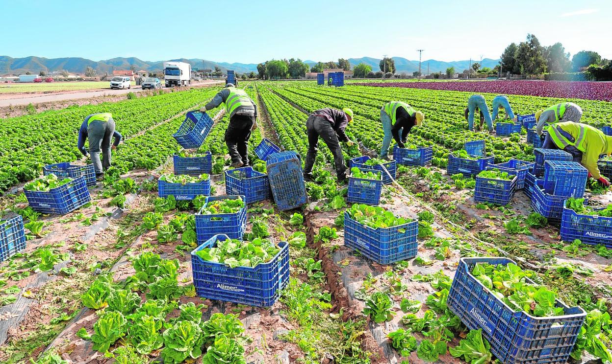 Unos jornaleros recolectan coliflores en una plantación del campo de Lorca, este pasado miércoles. 