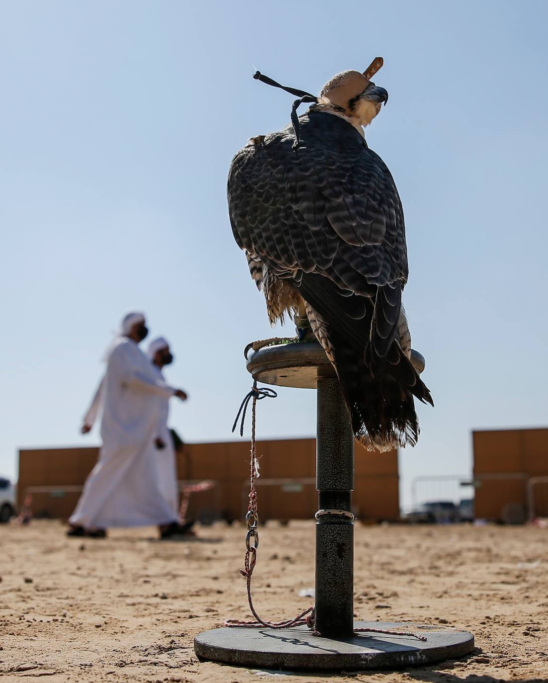 Fotos: Campeonato de Cetrería en Dubái
