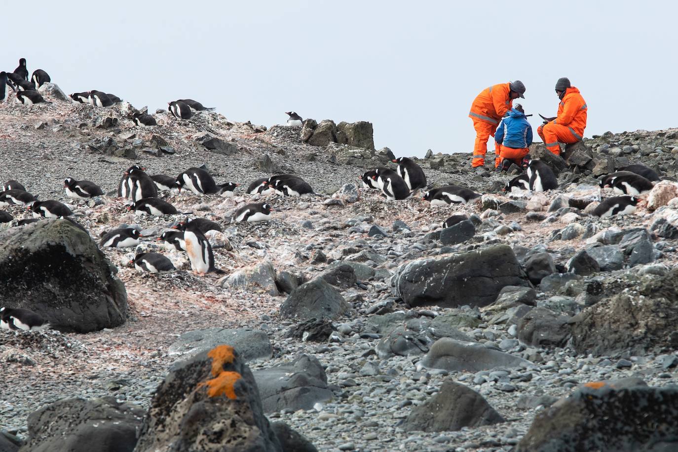 Fotos: La vida en la Antártida