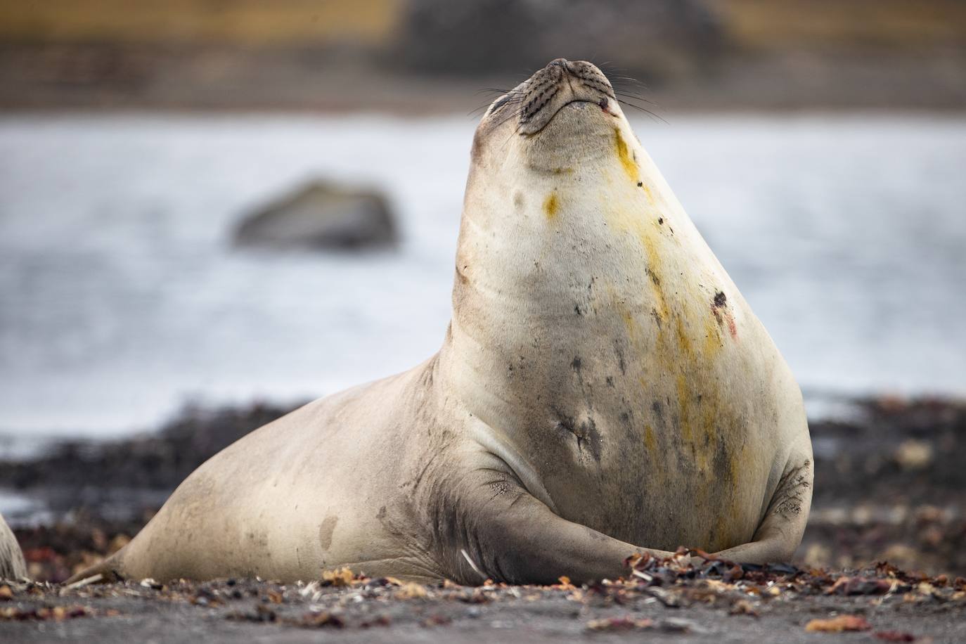 Fotos: La vida en la Antártida