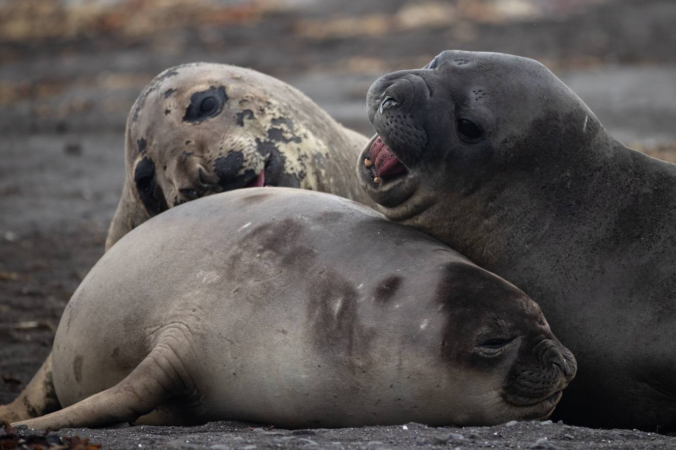 Fotos: La vida en la Antártida