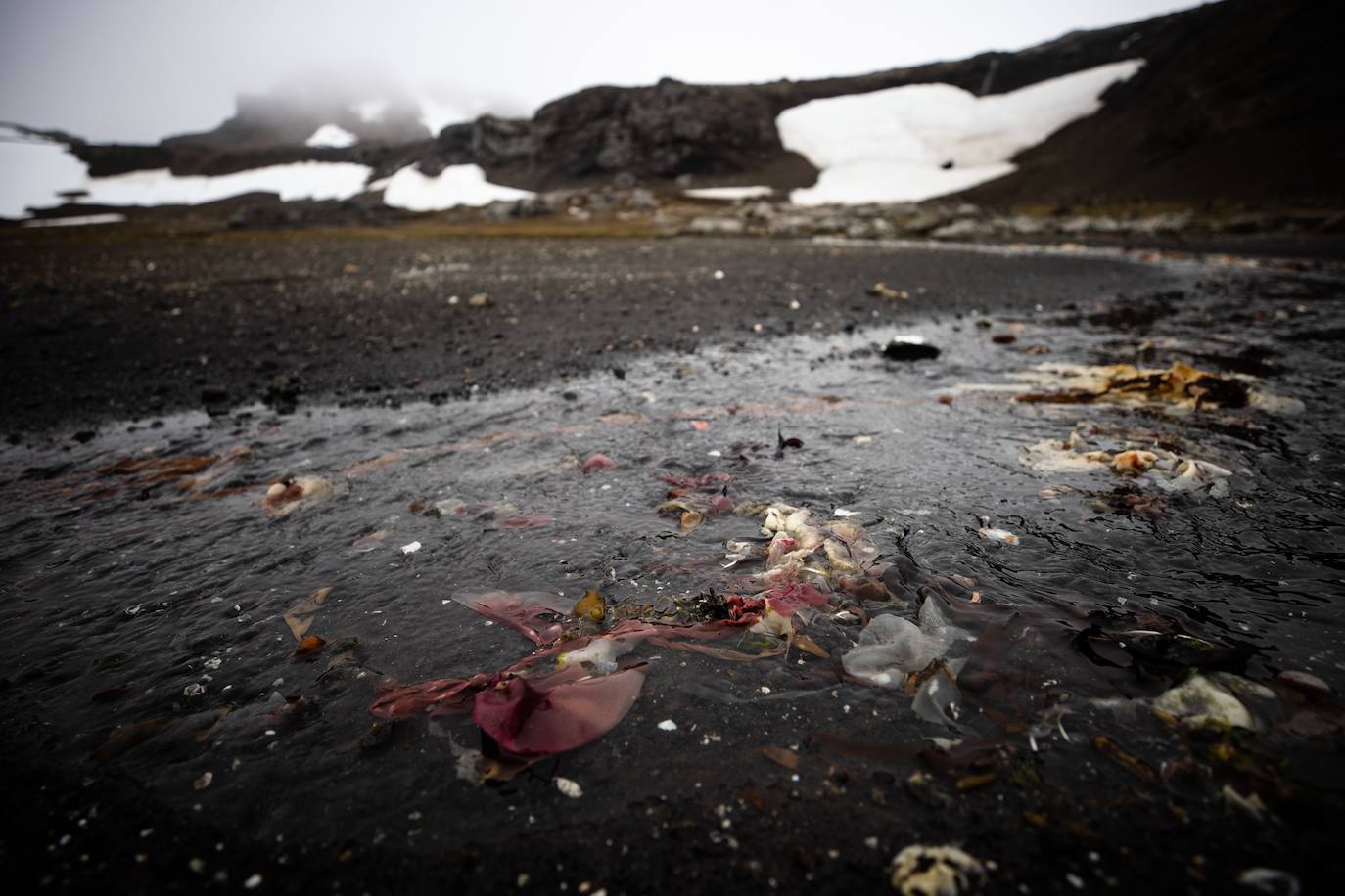 Fotos: La vida en la Antártida