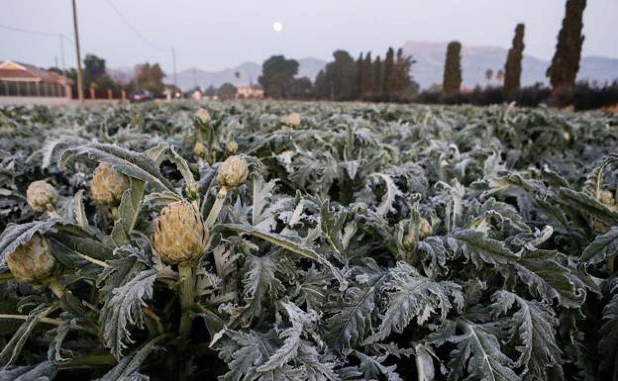 Heladas en un cultivo de alcachofa de la pedanía de Campillo de Lorca, este martes. 