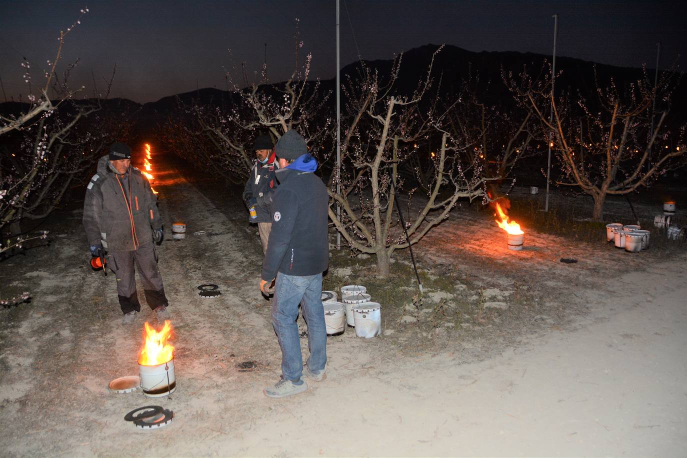 Fotos: Fuego contra las heladas en Cieza