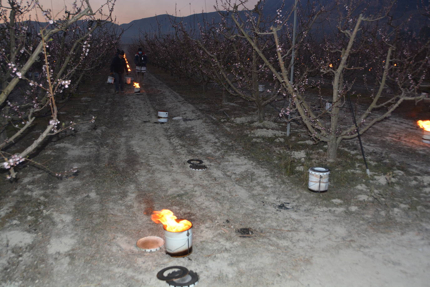 Fotos: Fuego contra las heladas en Cieza