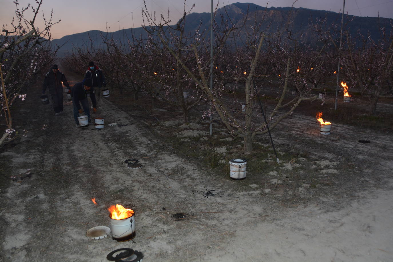 Fotos: Fuego contra las heladas en Cieza